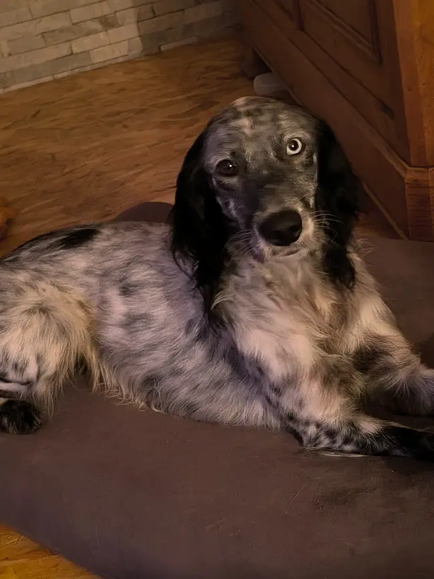 Chien Perdu 85 Vendée Les Velluire-sur-Vendée - Sacha